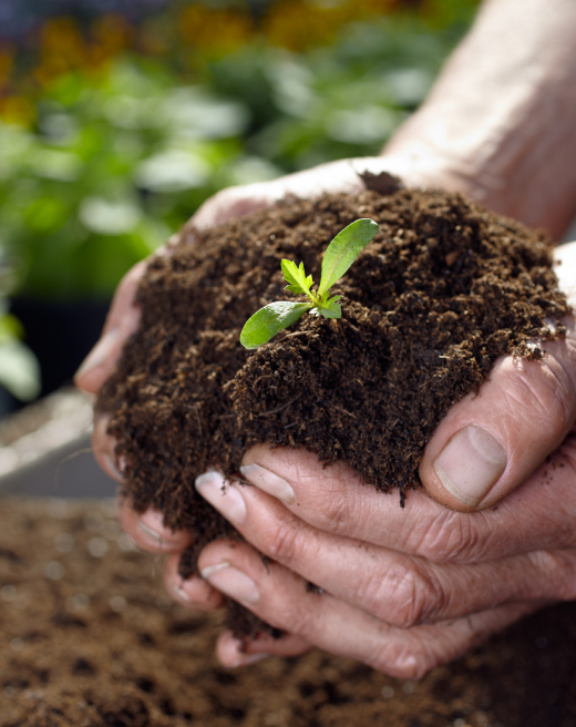 bloomix fertilizer